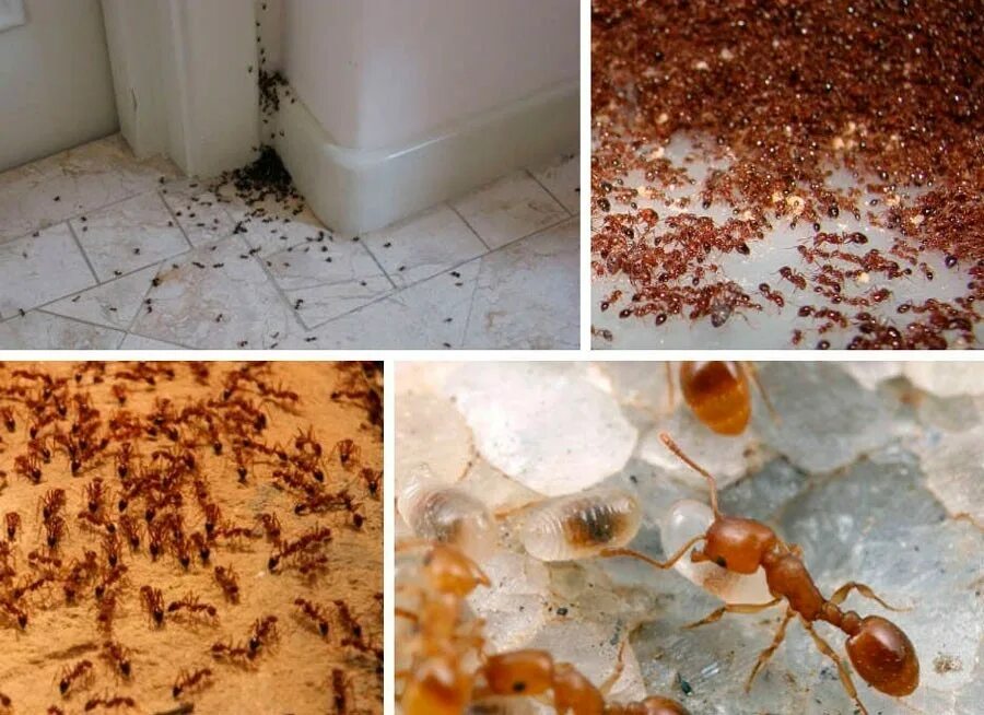 Фараоновые муравьи гнездо. Фараоновые муравьи Муравейник. Маленькие домашние муравьи. Муравьи в квартире.