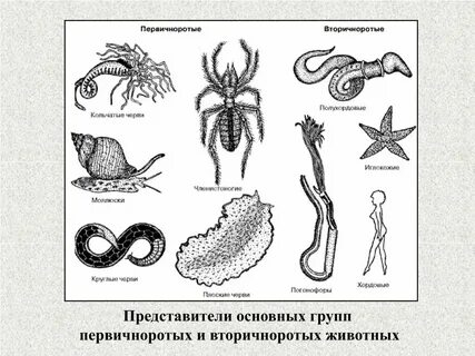 Зоб у червей