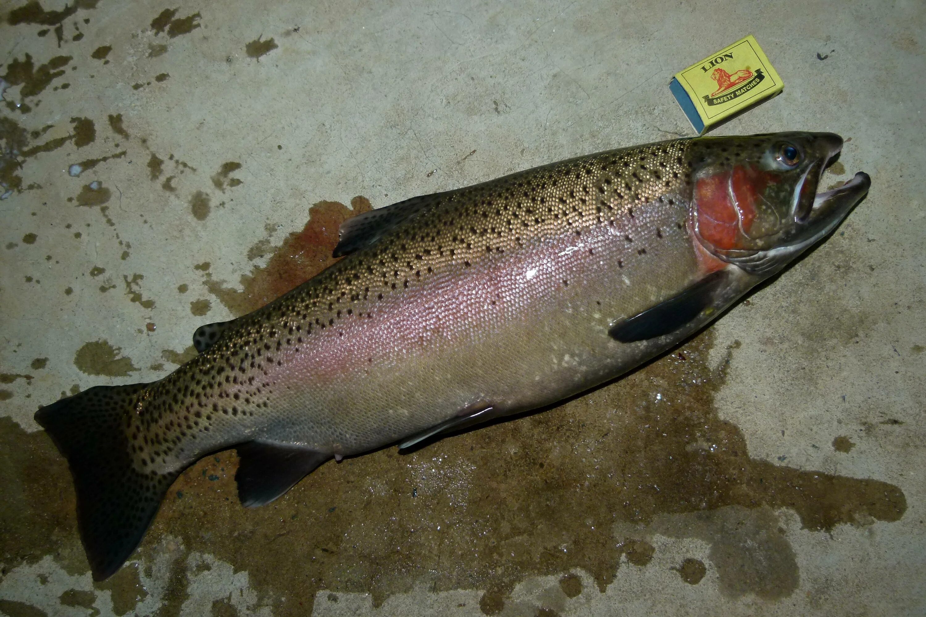 Как отличить морскую форель. Радужная форель (oncorhynchus mykiss). озерная форель кумжа. каспийская кумжа. рыба радужная форель (salmo irideus).