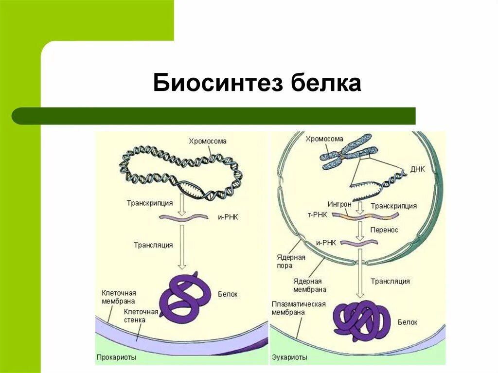 Биосинтез аминоацил-трнк. Этапы биосинтеза белка у прокариот. Формирование нативной структуры белка биохимия. Схема трансляции синтеза белка. Стадии фолдинга белка.