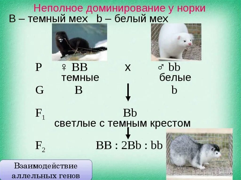 Доминирующие особи