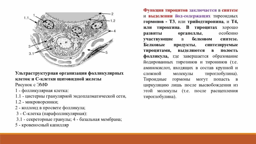 Схема строения фолликулов щитовидной железы. Строение фолликула щитовидной железы гистология. Схема ультрамикроскопического строения тироцита. Тироциты щитовидной железы строение. Фолликул тироцита