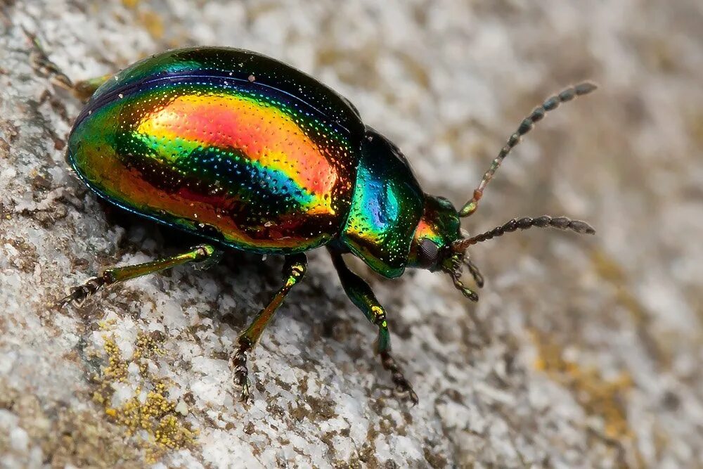 beetle, green, macro, golden Insects, Tortoise beetle, Beetle