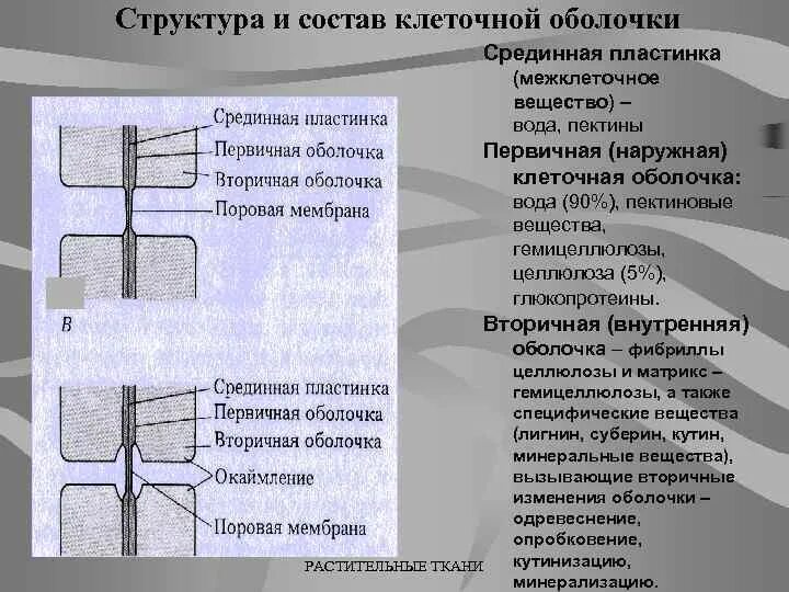 Изменения срединные структуры