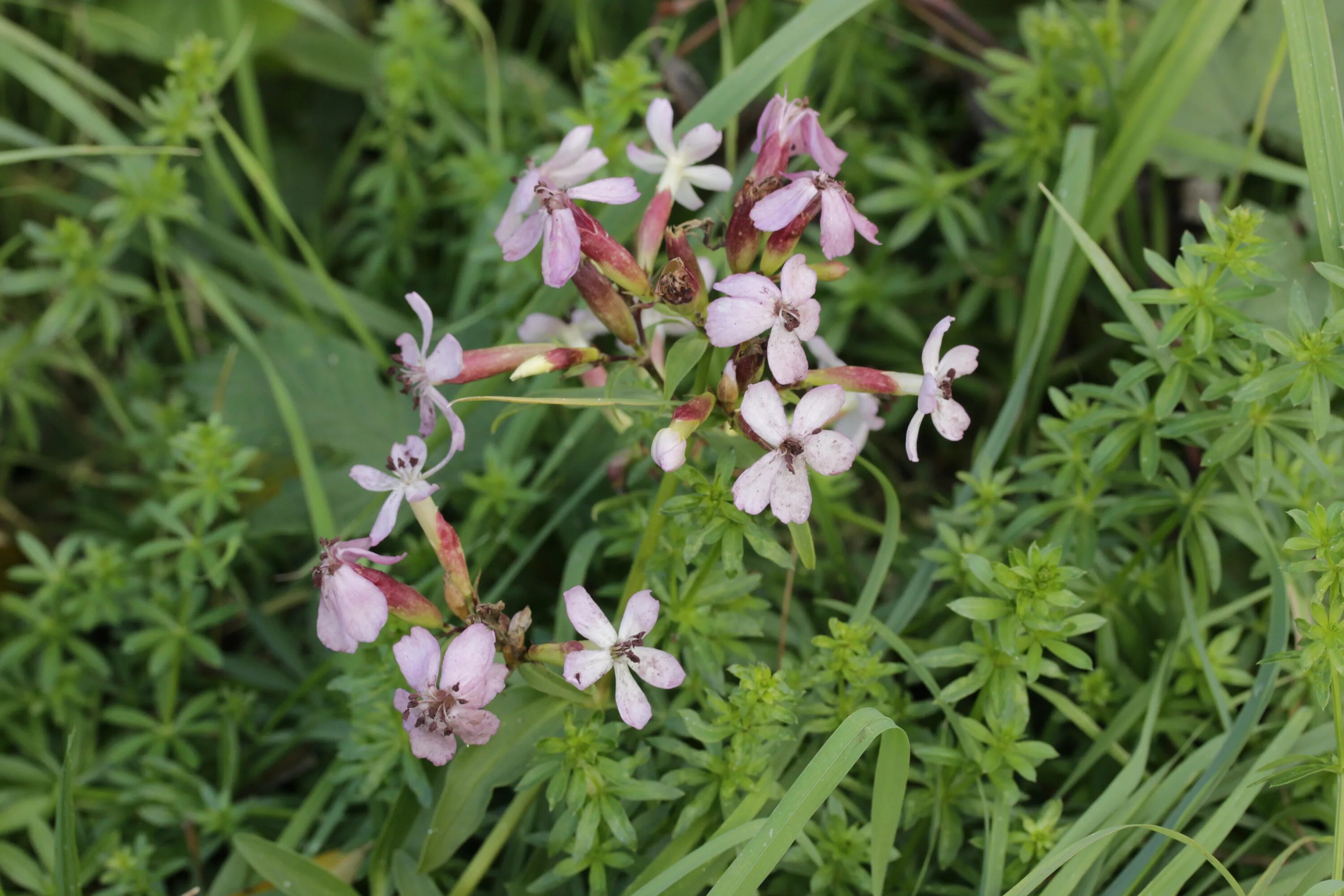 Сапонария мыльнянка. Мыльнянка лекарственная (Saponaria officinalis). Мыльнянка дернистая. Мыльнянка Полевая.