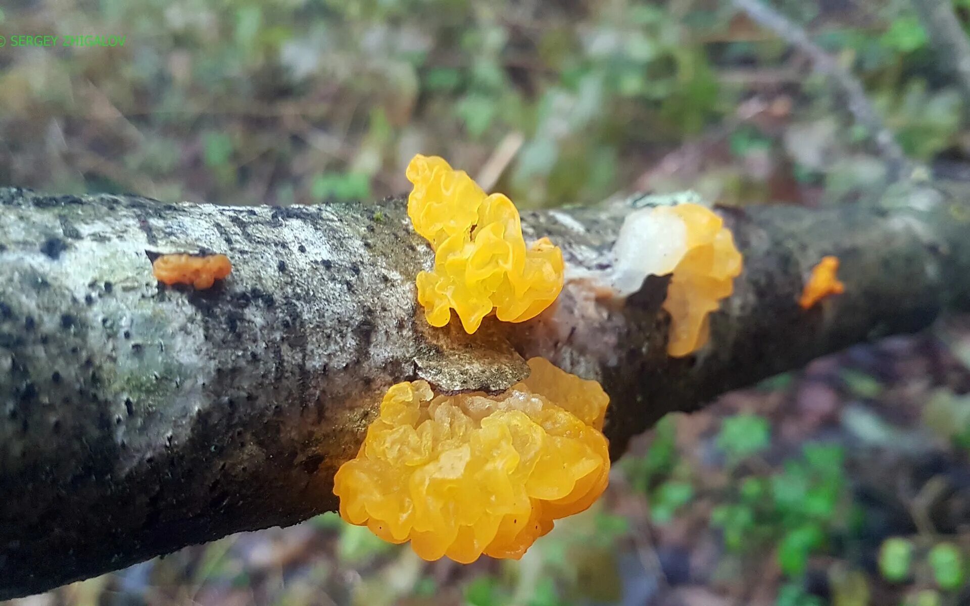 Дрожалка оранжевая гриб. Дрожалка сморчковая. Дрожалка оранжевая (Tremella mesenterica). Слизевик Дрожалка оранжевая. Грибы радиация