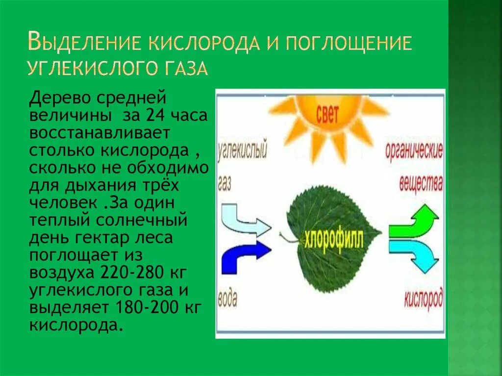 При дыхании растения поглощают а выделяют. Выделение кислорода. Поглощение кислорода и выделение углекислого газа. Деревья выделяют углекислый ГАЗ. Поглощаем кислород а выделяем углекислый ГАЗ.