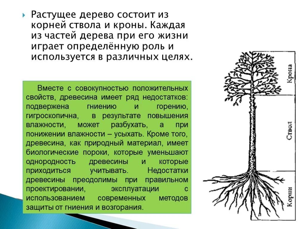 Крона дерева состоит. Части растущего дерева. дерево корни ствол крона. дерево состоит из. растущее дерево состоит из.