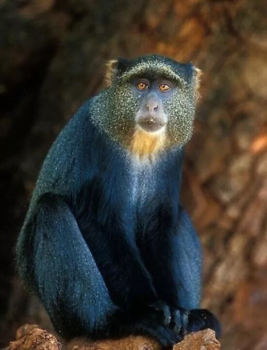 Голубая обезьяна. Голубая мартышка Танзании. Маньяра голубая обезьяна. Голубая мартышка (Cercopithecus MITIS). Синяя обезьяна в природе.