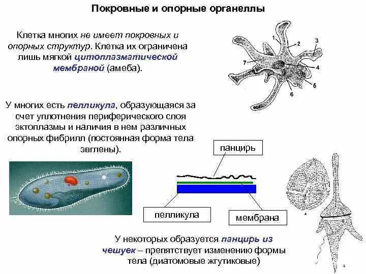 Что является простейшим элементом. Опорные структуры простейших. Общее строение простейших. Подцарство одноклеточные. Органеллы простейших.