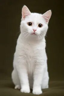 Белый кот тольятти каталог товаров