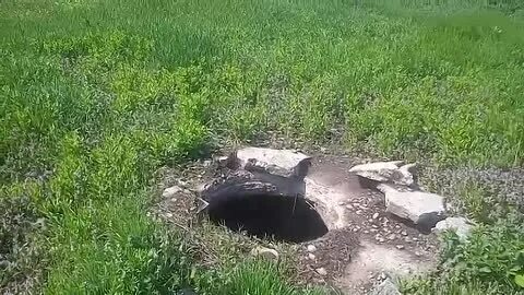 Смешные ролики про котят. Включи видео ой не видео. Включи видео ой не видео. Включи видео ой не видео. Алиса покажи мне фото.