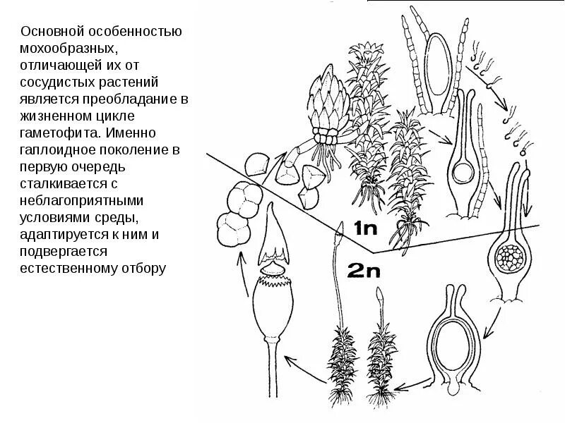 Жизненный цикл мха сфагнума. Цикл развития мхов схема. Жизненный цикл мха сфагнума схема. Жизненный цикл сфагнума схема. Особенности гаметофита