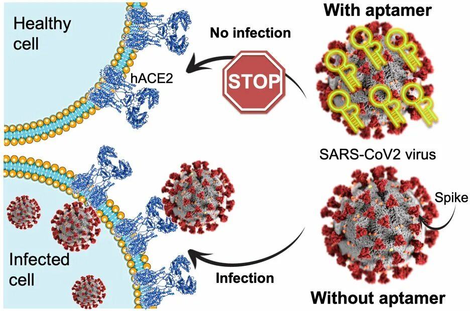 Вирус sars cov 2 отнесен к группе. Вирус SARS-cov-2. SARS вирус. Аптомер. S белок коронавируса.