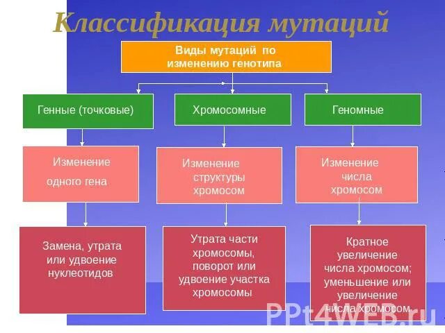Приведите примеры мутационной изменчивости. Приведите примеры мутационной изменчивости