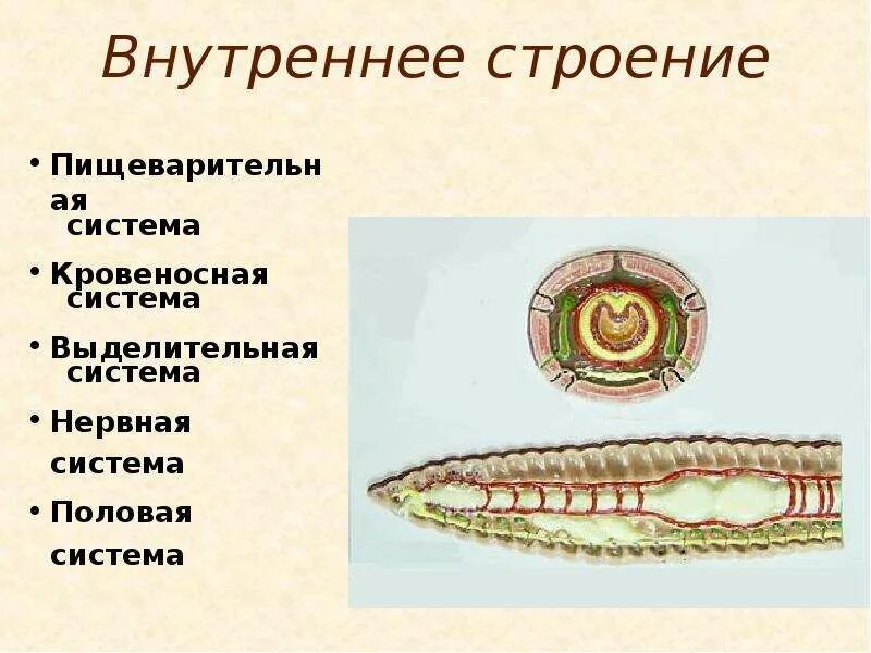 Внутреннее строение кольчатых. Выделительная кольчатых червей. Кольчатые черви выделительная система. Выделительная система кольчатых. Тип выделительной системы кольчатых червей.