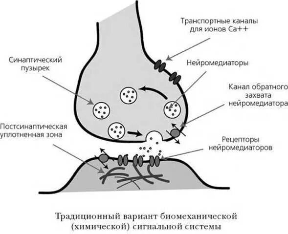 Схема обратного захвата серотонина. Механизм обратного захвата медиатора. Обратный захват нейромедиаторов. Нейромедиаторы обратного захвата серотонина. Обратный захват медиатора
