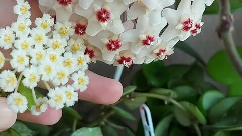 Хойя крохниана эскимо