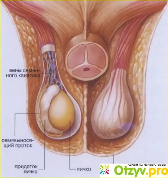 Ниже яиц у мужчин. Анатомия яичка и семенного канатика. Варикоз вен семенного канатика. Семенной канатик анатомия.