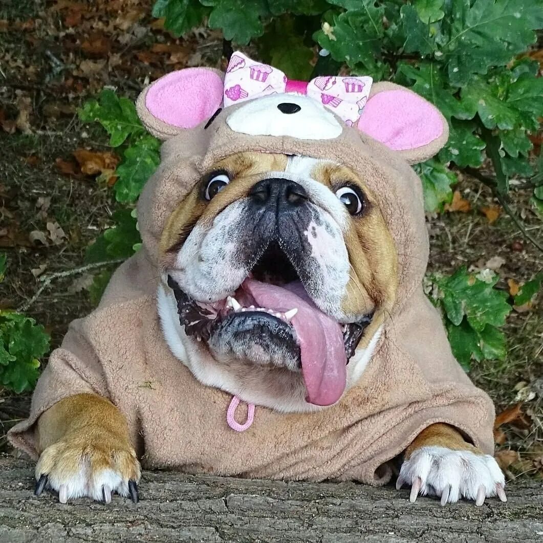 Смешные бульдоги фото. Смешной бульдог. смешной английский бульдог. смешная собака бульдог. забавные английские бульдоги.