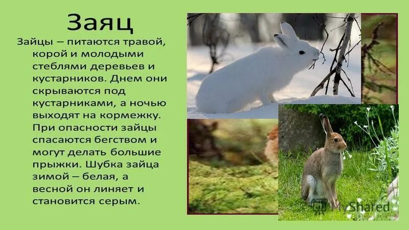 Заяц ест кору деревьев. Заяц ест кору деревьев. Заяц беляк зимой в лесу. Зайцы объели кору. Зайцы объели кору.