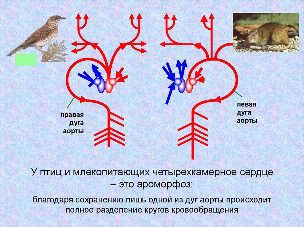 Левая дуга аорты у птиц. Дуги аорты у птиц и млекопитающих. Левая и правая дуга аорты. Сердце птиц и млекомит.