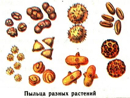 Виды пыльцы растений