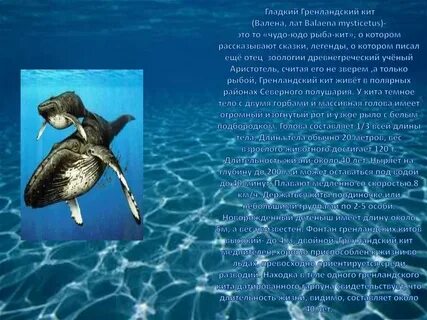 Кит сроки