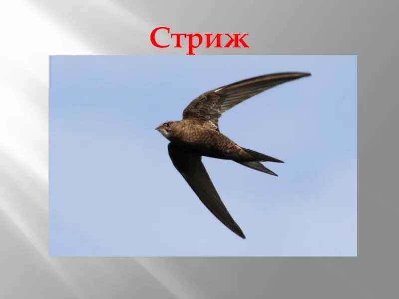 Стрижи сообщение 4 класс литературное чтение