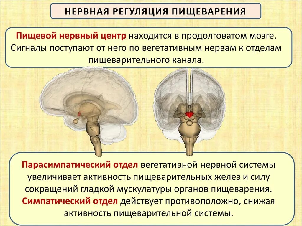 Центр голода располагается. Пищевой центр расположен в продолговатом мозге. Нервный центр. Нервные центры продолговатого мозга. Продолговатый мозг центры регуляции.