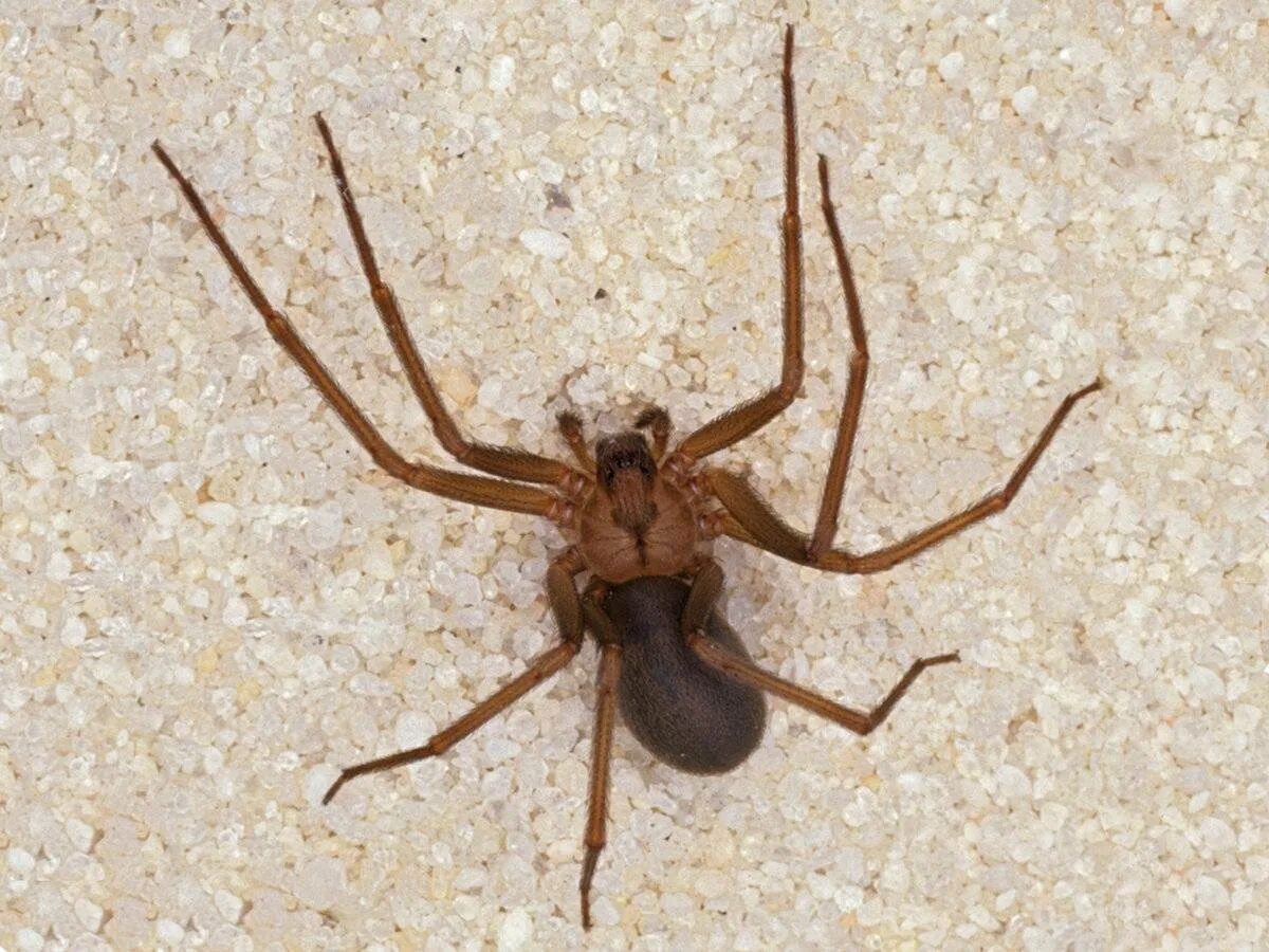 Loxosceles reclusa аранеоморфные пауки. Loxosceles reclusa – паук отшельник. Коричневый паук отшельник. Коричневый отшельник где обитает. Паук loxosceles reclusa.