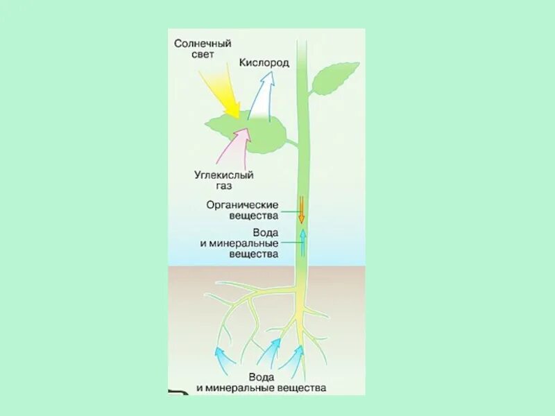 По какой части стебля передвигается вода. Схема передвижения питательных веществ по растению. Передвижение воды и питательных веществ в растении схема. Схема передвижения веществ по растению биология 6 класс. Схема передвижения веществ у растений 6 класс биология.