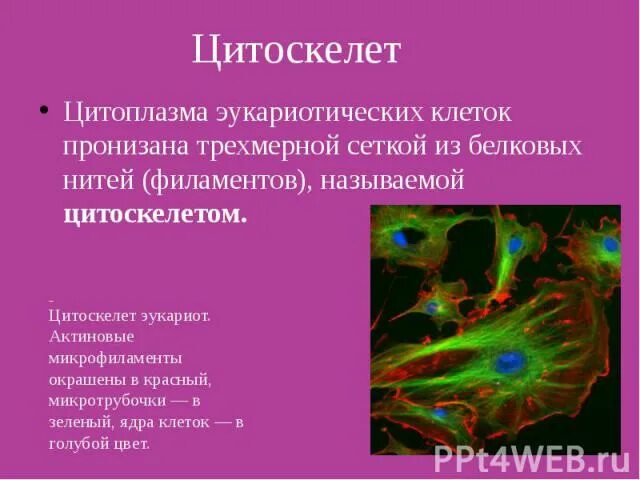 Цитоскелет клетки биология. Цитоскелет клетки эукариот. Цитоскелет клетки органоид. Цитоплазма цитоскелет. Цитоскелет клетки какой органоид