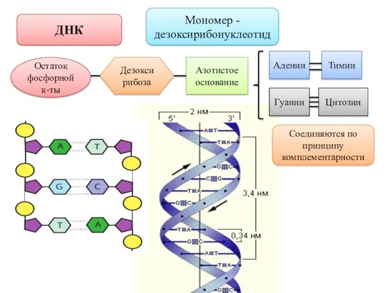 Строение дезоксирибонуклеотида схема. Схема мономера РНК. Строение мономера ДНК. Схема строения мономера ДНК.