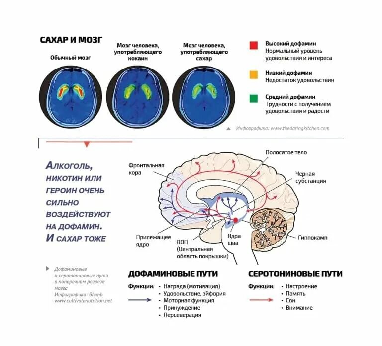 Как поднять дофамин в организме. Дофамин инфографика. Продукты для повышения уровня дофамина. Дофамин мозг. Дофамин гормон.