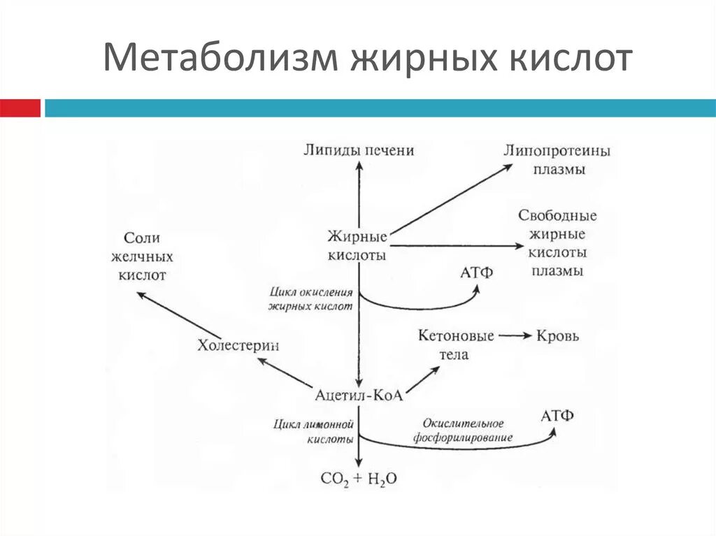 Синтез жиров в организме. Схема метаболического пути обмена жиров. Схема метаболизма жирных кислот. Схема метаболического пути обмена жирных кислот. Свободные жирные кислоты метаболизм.