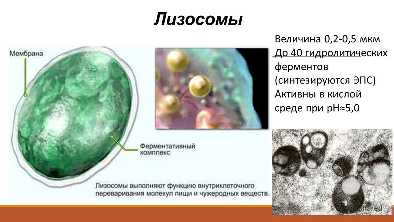 Лизосомы органоиды клетки выполняющую функцию