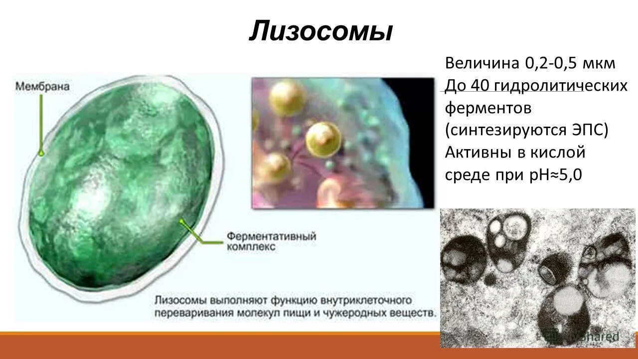 Лизосома мембранный органоид