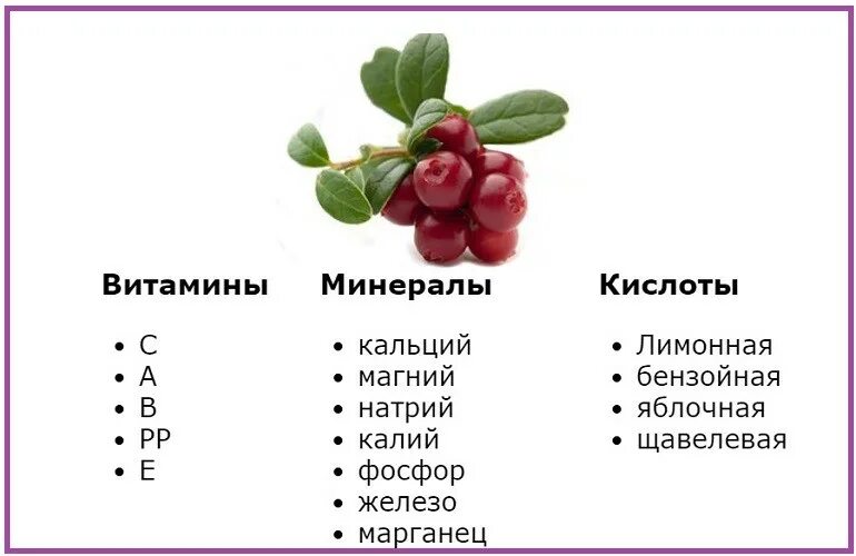 Клюква и брусника разница. Брусника свойства и польза для организма человека. Чем полезна брусника. Свойства брусники для организма. Лист брусники форма края.