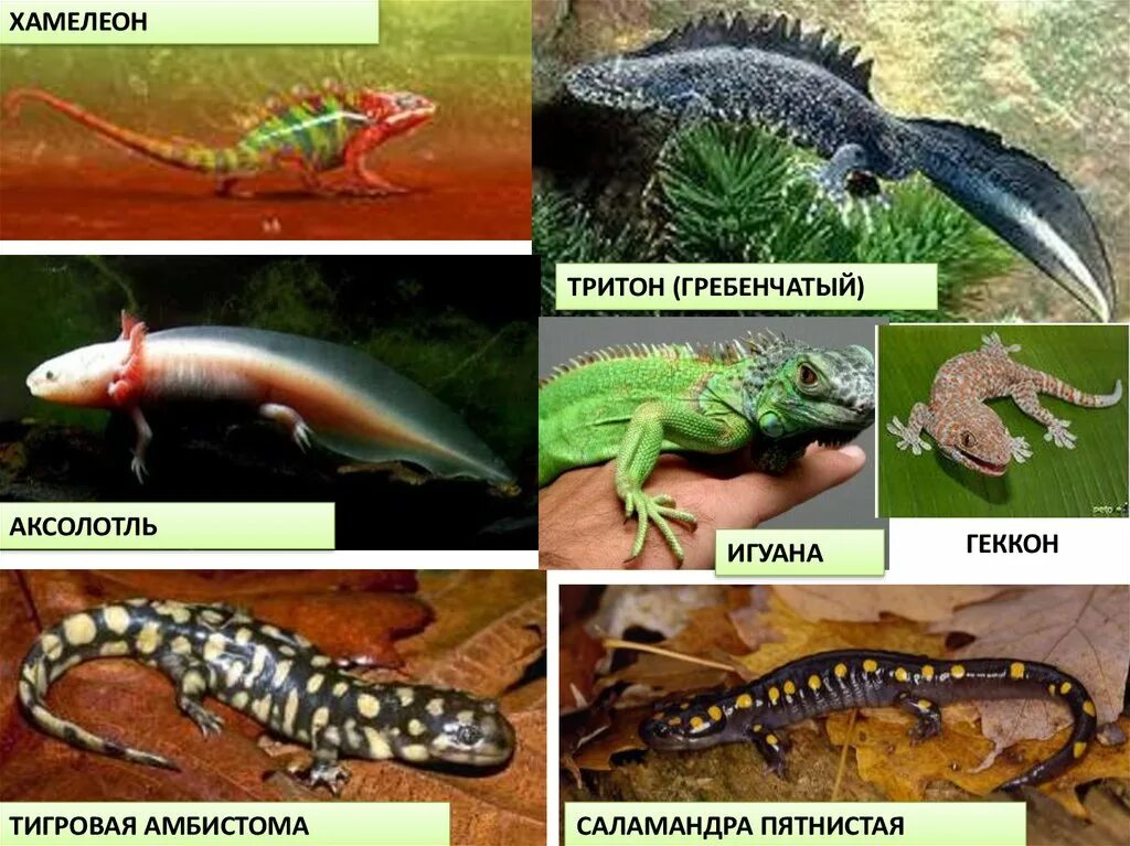 Таблица ящерица и тритон. Аксолотль Тритон или саламандра. Гребенчатый Тритон. Саламандра Тритон хамелеон. Тигровый аксолотль.