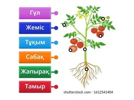 Біріншіден кейін қынаптың ауыруы керек пе?