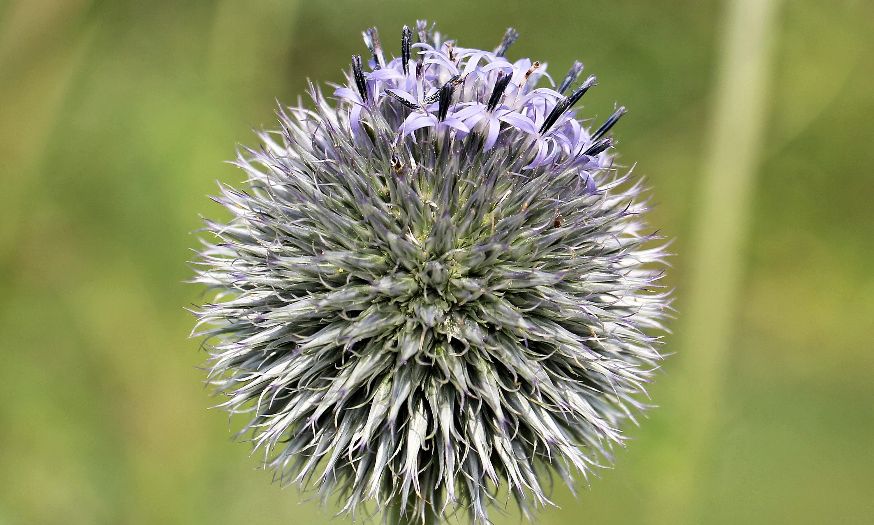 Мордовник чертополох. Мордовник растение. Echinops bannaticus. Чертополох синий.