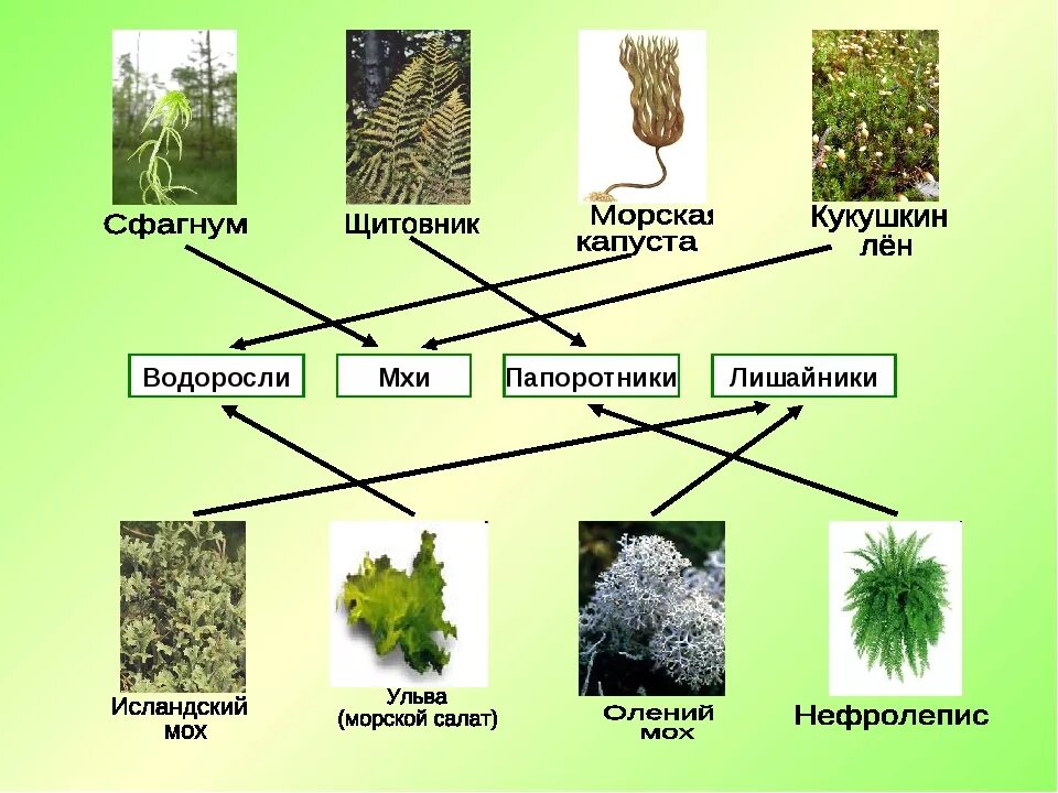 Группы мхов названия. Водоросли мхи лишайники. Таблица мхи лишайники папоротники. Виды растений мхи. Виды мхов и лишайников.
