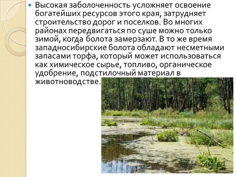Причина сильной заболоченности. Заболоченность Западной Сибири. Природные условия болота. Заболоченность Западно-сибирской равнины. Болота Западно сибирской равнины.