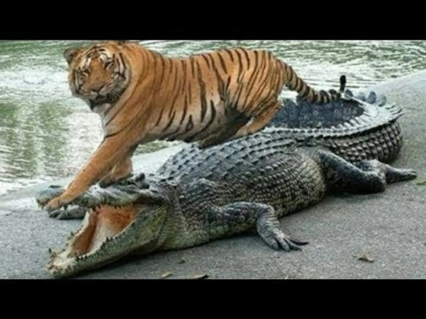 Тигр лев крокодил. Гребнистый крокодил против тигра.