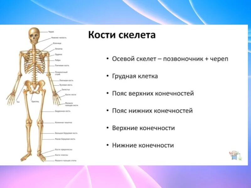 Сообщение по биологии 8 класс. Строение скелет кости человека биология 8 класс. название костей скелета туловища. костная система скелет туловища. скелет туловища человека с названием костей.