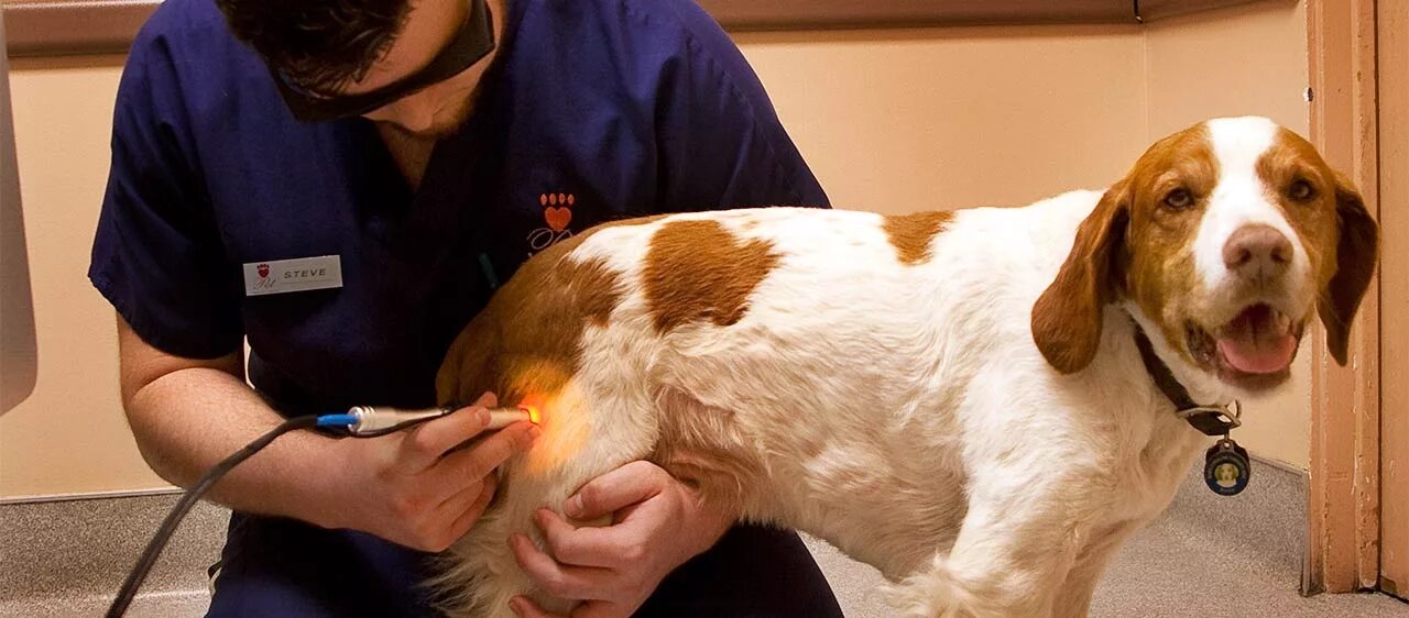 Лазерная терапия животных. Лазерная терапия живот. Электротерапия животных. Фарадизация в ветеринарии. Болезнь ветеринара