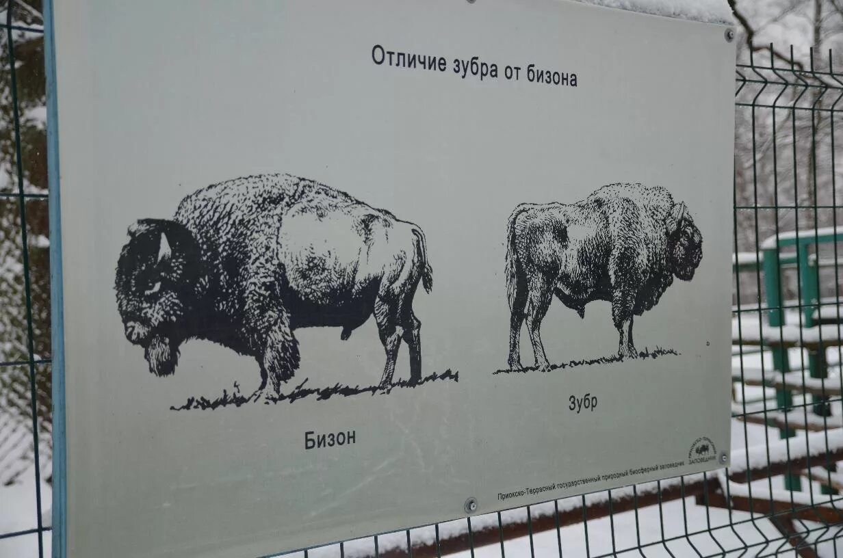 Бизон и зубр в чем разница. Зубр и бизон отличия. отличие бизона от зубра. зубр бизон различия. зубр и буйвол отличия.