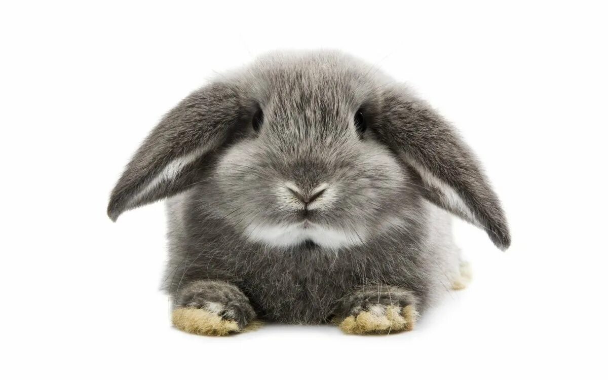 Bunny png. Bunny png