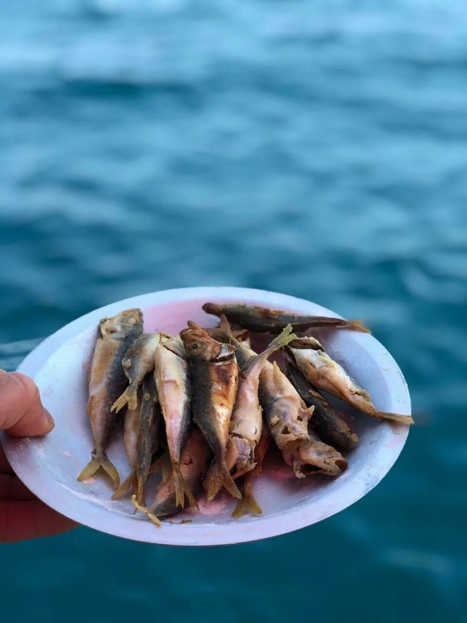 Рыбное сочи. Магазин рыбы сочи. Рыбалка в адлере. Рыбалка в сочи. Ставрида черноморская копченая.